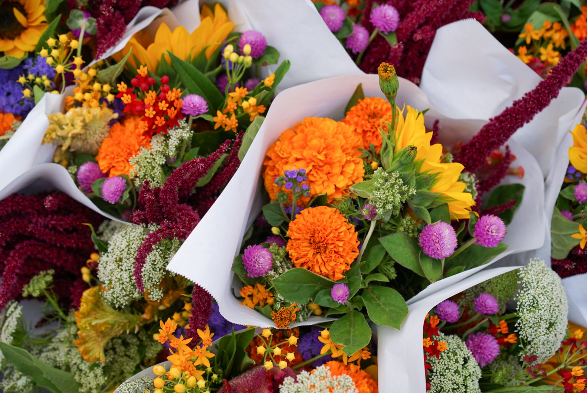 vibrant blooms in white paper wrapping