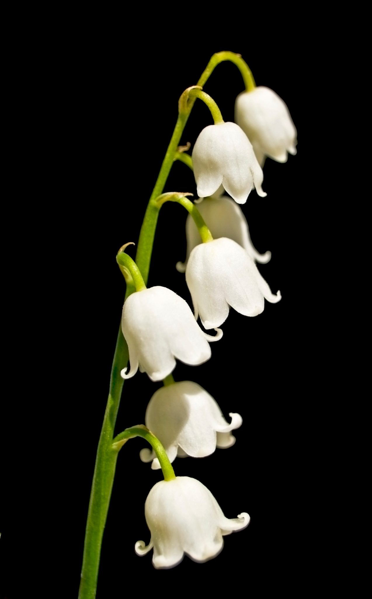 White Lily of the Valley (25 stems)